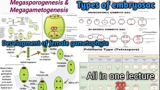 Megasporogenesis  MegagametogenesisDevelopment of female gametophyte  Types of embryosac [upl. by Ihcelek]