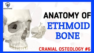 Ethmoid Bone Anatomy  Cranial Osteology 6 [upl. by Ekralc]