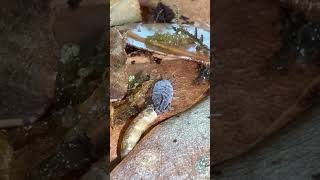 Isopod Munches isopods bioactive [upl. by Mairam]