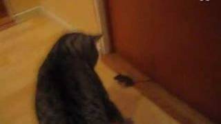 Mouse fights Cat  this mouse is fearless [upl. by Attenweiler39]