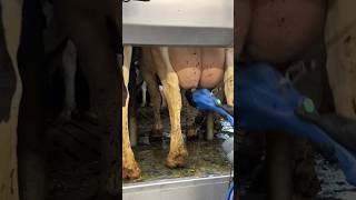 Treatment of the cows udder [upl. by Aneral]