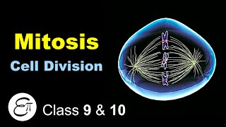 Mitosis Cell Division in Hindi [upl. by Regan]