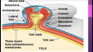 Development in chick embryocleavage morula blastula Gastrula notochord formation Neurulation [upl. by Sally]