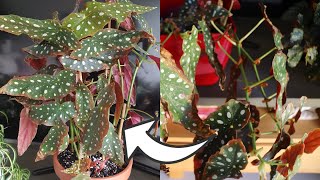 How to Prune amp Repot Begonia Maculata Tips and Tricks [upl. by Notsecnirp]