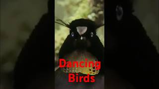 Birds Dancing To Music [upl. by Lesna957]