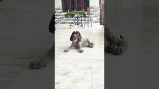 German shorthaired pointer puppies gsp puppy pointer [upl. by Annaehr635]