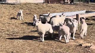 Mesmerizing Baby Sheep Playing A Relaxing Escape [upl. by Yovonnda]