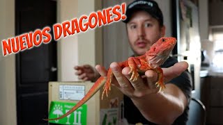 Unboxing  Nuevos Dragones Barbados [upl. by Clemmy302]