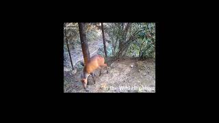 Trail 1  15 1124  Beautiful Barking Deer [upl. by Peterman]