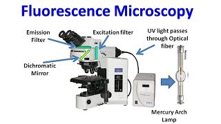 Fluorescence Microscopy [upl. by Bradman7]