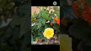 garden terracegarden flower terracegardening gardenflower plant gardenfest shortvideo shot [upl. by Descombes]