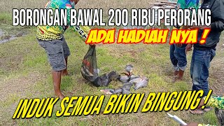 200 ribu dari pagi sampai sore  borongan kolam induk bawal [upl. by Chet907]