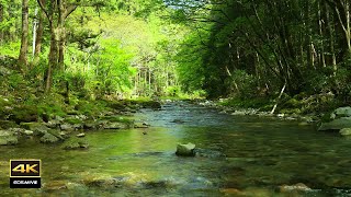 4K 自然環境音  湧き水が流れる川の音 鳥のさえずり birds chirping [upl. by Aland181]