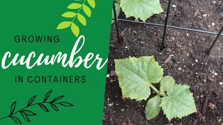 Growing Cucumbers in Containers  Small Space Garden Series [upl. by Alithia542]