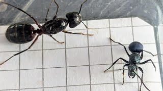 Polyrhachis cyaniventris Philippines vs Camponotus ligniperda Spain 08112024 [upl. by Packton443]