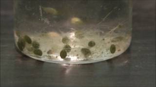 Ostracods swimming [upl. by Epoillac]