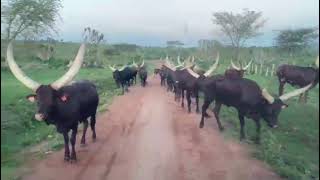 Its in Uganda were you find the healthiest cutest long horned cattle in mbarara [upl. by Durgy]