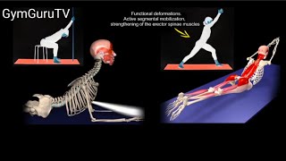 Movement treatment of kyphosis  Introduction GymGuruTV [upl. by Aramahs]