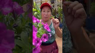 CUIDADOS BÁSICOS DE LA PETUNIA EN CASA short abonos jardin [upl. by Saunderson]