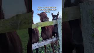 Les chevaux mangeurs de bois😂 humour tucroisquetusaisdanser fortnite drole danse comedy viral [upl. by Lefton]