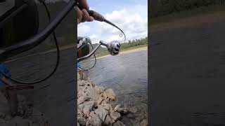 laksefiske newfishingvideo foryou viralshort fishing salmonfishing foxnfishing [upl. by Eenoj]