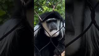 Colobus Monkey primate animals wildlife monkey nature zoo [upl. by Laehcor]