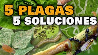 5 PLAGAS en las Plantas y sus INSECTICIDAS CASEROS  ELIMINA las Moscas Blancas Pulgones Orugas [upl. by Joseph]