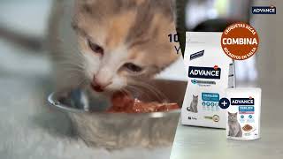 DESCUBRE LA NUEVA GAMA DE RECETAS HÚMEDAS PARA GATOS ADVANCE [upl. by Nolava]