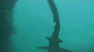 Nurse Shark [upl. by Anyahs]