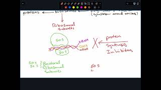 Protein synthesis inhibitors Part I [upl. by Shana]