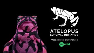 Atelopus Survival Initiative [upl. by Aifos172]