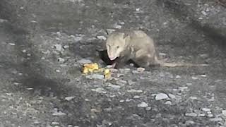 I gave the hungry possum my evening snack cake [upl. by Gent]