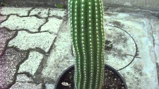 trichocereus grandiflorus [upl. by Bouchard]