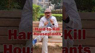 TOP 6 Hard To Kill Plants  Easy to Grow House Plants for Beginners gardeningforbeginners [upl. by Cassil]