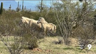 Wild horses roam Tohono Oodham Nation [upl. by Aicats573]