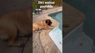 Doggies at the pool Fall morning mastiff chihuahua poolside [upl. by Jarlen]