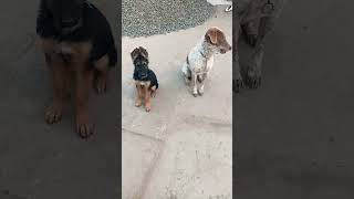 german shepherd dog and pitbull dog status video germanshepherd highjump home jumping training [upl. by Seyah]