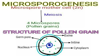 Microsporogenesis and Structure of Pollen grain  Reproduction in Lower amp Higher plants Part3 [upl. by Anoval]