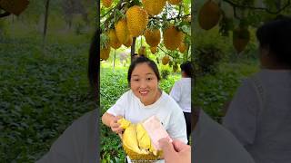 Harvesting the King of Fruits  Picking Fresh Durian  Worlds Smelliest Fruit shorts ytshorts [upl. by Kela]