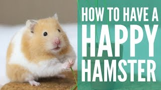 how to have a HAPPY hamster [upl. by Lemon]