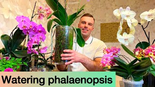 WATERING PHALAENOPSIS It’s easy Orchids in glass and regular pots [upl. by Drahsar]