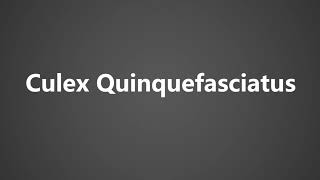 How To Pronounce Culex Quinquefasciatus [upl. by Bogosian]