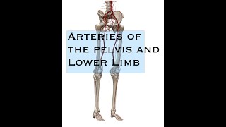 Arteries of the Pelvis and Lower Limb [upl. by Nadler837]