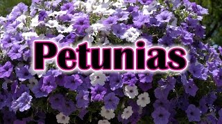 How To Grow Petunias Flowers How To Care and Keep the Petunia Blooming [upl. by Roseanna700]