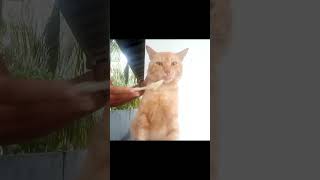 cute cat 😻 feeding 🥣  yummy 😋  love 💗 cat life 🐽 Animal 🐈 purisiyan mix 🫶  sri lanka 🇱🇰 [upl. by Pol]