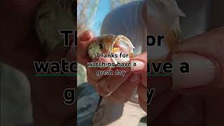 Tooth fish fishing brackishwaterfishing fish seatrout outdoors fishtypes [upl. by Eeramit889]