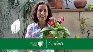 Nô Figueiredo Ensina sobre a GloxíniaAll about Gloxinia [upl. by Clareta]