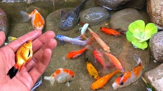 catch colorful ornamental fish betta fish koi fish channa manfish catfishguppymollyturtles [upl. by Jessalyn]