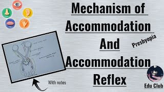 Accommodation Of Eye  Accommodation Reflex  Presbyopia  Special Senses Physiology [upl. by Kerby]