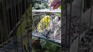 THE BEAUTY IF ENGLISH BUDGIE TCB budgies viralshortvideo fyp highlights viraltoday birdlover [upl. by Tybie248]